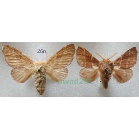 Malacosoma neustria (Linnaeus, 1758) pair Czech26n